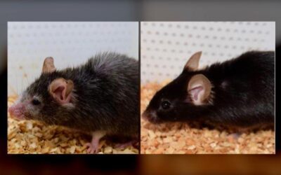 Old mice grow young again in study. Can people do the same?