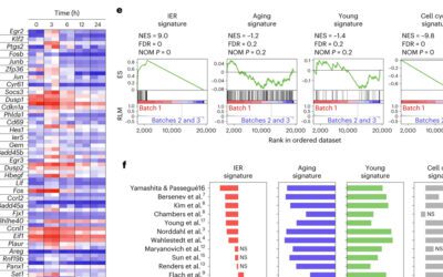 Implications of stress-induced gene expression for hematopoietic stem cell aging studies