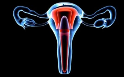 Stem Cell Research Uncovers Clues to Tissue Repair That Could Help Heal the Uterus and More