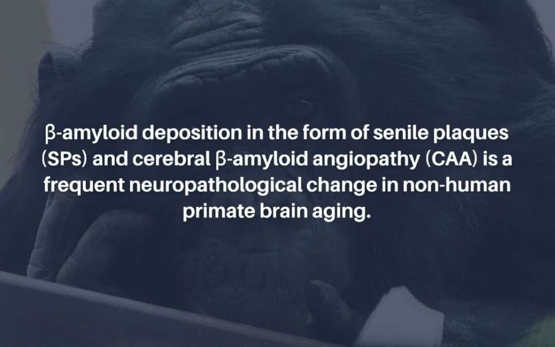 Brain Aging and Alzheimer’s: Insights from Non-Human Primates